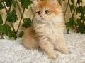 Belinda BY12 British Longhair Premium Golden