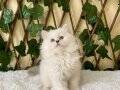 Simbat British Longhair Golden Point
