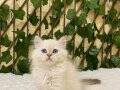 British Longhair Golden Point Dişi