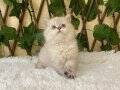 Erkek British Longhair Golden Point