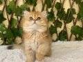 Dişi Golden British Longhair