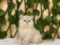 Erkek British Longhair