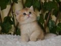 Gloria NY11 Dişi British Shorthair