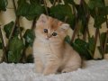 Gilda NY11 Dişi British Shorthair