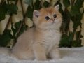 Gandalf NY11 Erkek British Shorthair