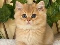 Gilda NY11 Dişi British Shorthair