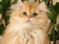 BY11 Hero Erkek British Longhair Golden