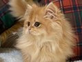BY12 Erkek Henry British Longhair Golden