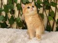 NY12 British Shorthair Golden Erkek