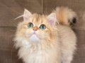 Şecereli British Longhair Golden NY25 Dişi - Sosyal ve Uysal