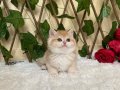 NY12 Dişi Irina British Shorthair