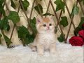 NY12 Dişi Irina British Shorthair
