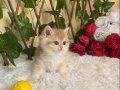 NY12 Dişi Irina British Shorthair