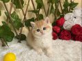 NY12 Dişi Irina British Shorthair