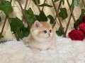 NY12 Dişi Irina British Shorthair