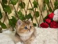 NY25 Igor Erkek British Shorthair Golden