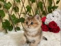 NY25 Igor Erkek British Shorthair Golden