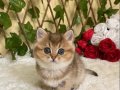 NY25 Igor Erkek British Shorthair Golden