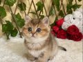 NY25 Igor Erkek British Shorthair Golden