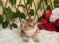 NY25 Igor Erkek British Shorthair Golden
