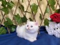 NY1233 Dişi İncir British Shorthair Golden Point