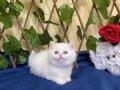 NY1233 Dişi İncir British Shorthair Golden Point