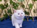 NY1233 Dişi İncir British Shorthair Golden Point