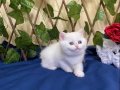 NY1233 Dişi İncir British Shorthair Golden Point