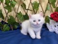 NY1233 Dişi İncir British Shorthair Golden Point
