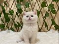 NY1233 Dişi British Shorthair Golden