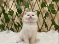NY1233 Dişi British Shorthair Golden