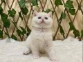 NY1233 Dişi British Shorthair Golden