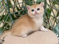 NY12 Dişi British Shorthair Golden