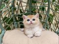 NY12 Dişi British Shorthair Golden