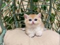 NY12 Dişi British Shorthair Golden