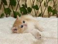 NY12 Dişi British Shorthair Golden