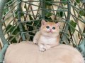 NY12 Dişi British Shorthair Golden