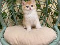 NY12 Dişi İrina British Shorthair Golden Premium