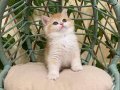 NY12 Dişi İrina British Shorthair Golden Premium