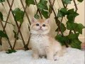 NY12 Dişi İrina British Shorthair Golden Premium