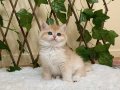 NY12 Dişi İrina British Shorthair Golden Premium
