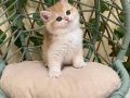 NY12 Dişi İrina British Shorthair Golden Premium