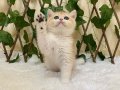 Irk Garantili British Shorthair Golden