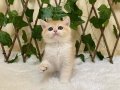 Irk Garantili British Shorthair Golden