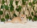 Irk Garantili British Shorthair Golden