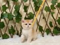 Irk Garantili British Shorthair Golden