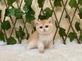 Irk Garantili British Shorthair Golden