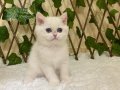 NY1233 British Shorthair Golden Point Dişi