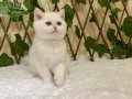 NY1233 British Shorthair Golden Point Dişi