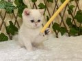 NY1233 British Shorthair Golden Point Dişi